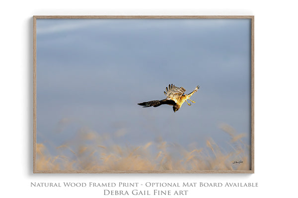 Wall Decor Print of a Northern Harrier Hawk in Flight No. 2633