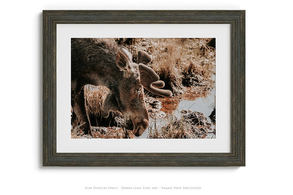 Rustic Moose Wall Art - Wildlife Photography Canvas or Print