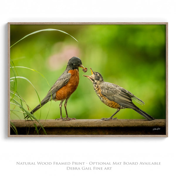 Mother Bird Red Robin, Baby Bird, Bird Feeding Wildlife Art