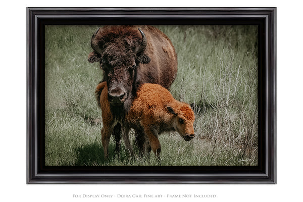 Mama Close Up Print or Canvas - Baby Buffalo - Rustic Western Decor