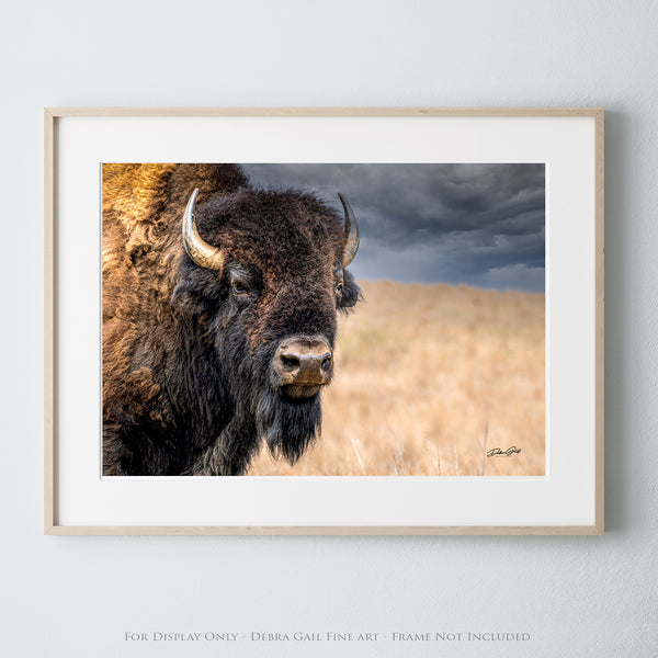 a bison standing in a field under a cloudy sky