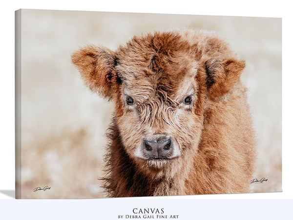 a baby cow is standing in a field