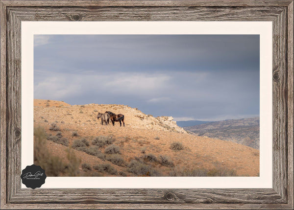 Wild Horses Fine Art Print - Wyoming Wildlife Photography