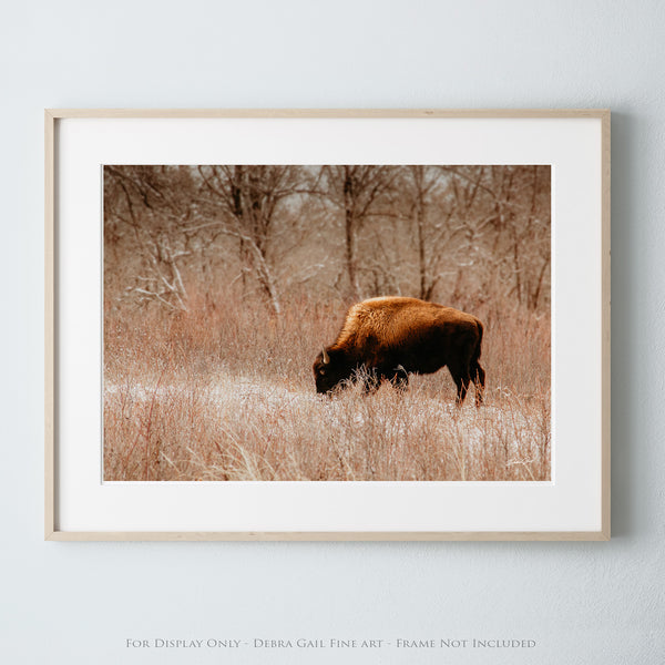 a picture of a bison grazing in a field