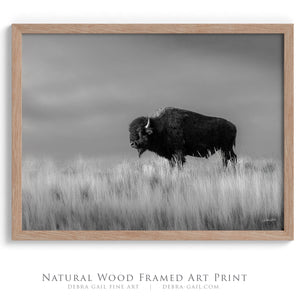 Bison wall art – black and white rustic prairie photography print by Debra Gail Fine Art