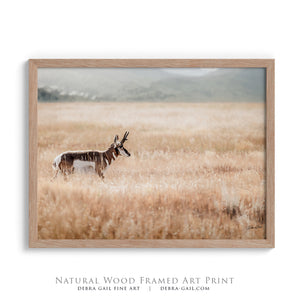pronghorn antelope wall art canvas – wildlife Western fine art print by Debra Gail Fine Art
