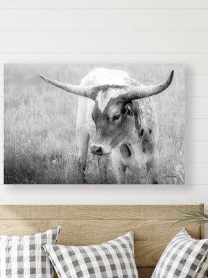 A black-and-white photograph of a Texas Longhorn calf - nursery wall art idea