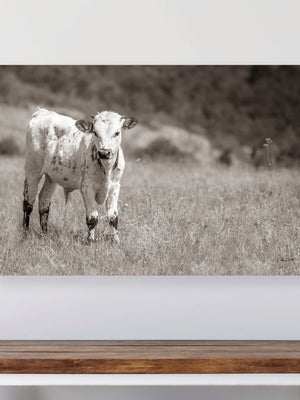 Texas Longhorn wall art – Western ranch photography print by Debra Gail Fine Art