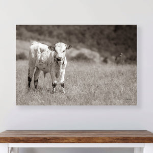 Texas Longhorn wall art – Western ranch photography print by Debra Gail Fine Art