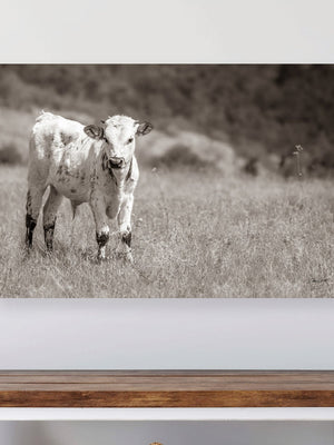 Texas Longhorn wall canvas barnwood framed Western fine art print by Debra Gail Fine Art