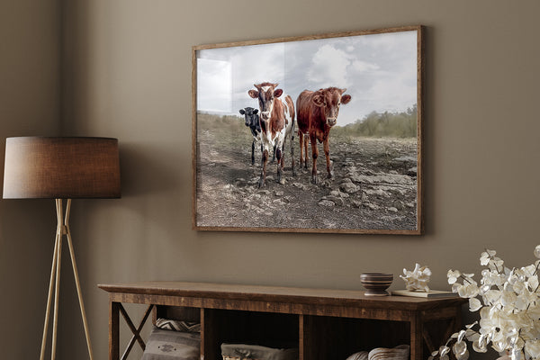 Longhorn Cow Print Picture - Cute Baby Calves