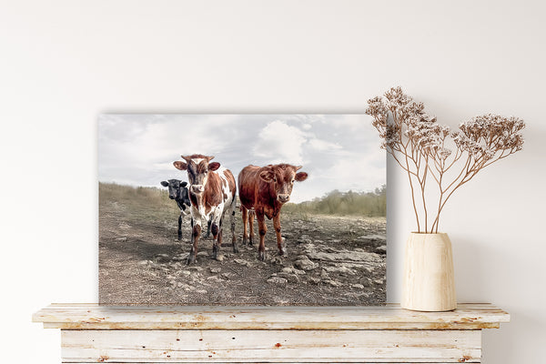 Longhorn Cow Print Picture - Cute Baby Calves