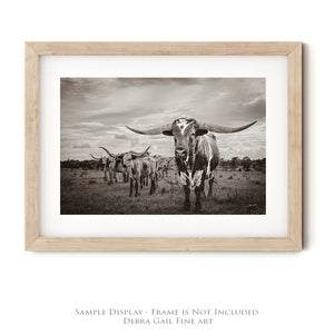 A black and white photograph of a herd of longhorn cattle standing in a grassy field.