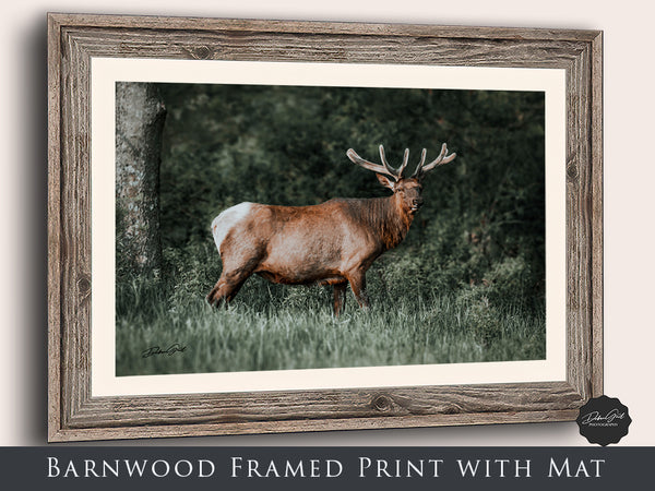 a framed photograph of a deer in a field
