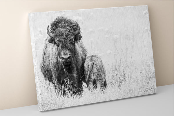 Extra Large Buffalo photo print, bison canvas print, American bison, Native American art, prairie photo print, western home decor