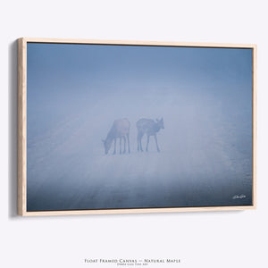 Bull Elk Wall Art | Foggy Great Plains Photography