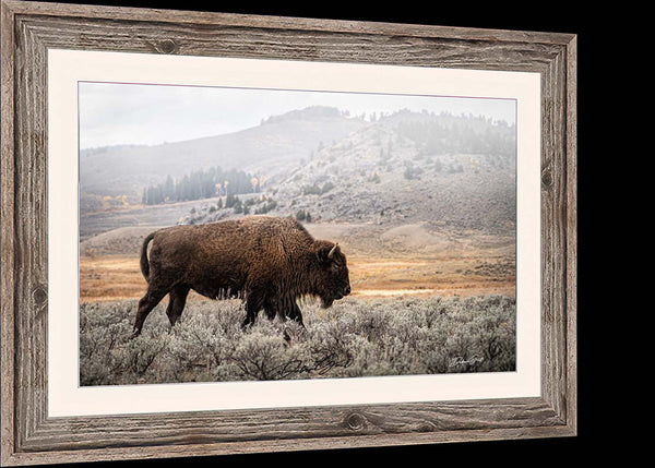 a picture of a bison in a field, American Bison Bull Picture, Large Bison Wall Art Picture, American Buffalo Western Decor, Bison Canvas, Large Bison Prairie Photo, Framed or Wrapped Canvas Buffalo Photo Print Barnwood Framed