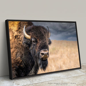 Premium framed bison wall art with natural black wood float frame
