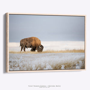Buffalo Artwork for Western Living Room Decor | Western Luxury Bison Canvas