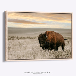 Kansas Bison Art | Fine Art Buffalo Wildlife Photography