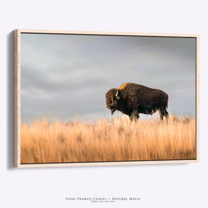 American bison natural maple framed wall art canvas featuring original western wildlife photography by Debra Gail Fine Art