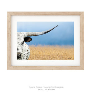 A close-up of a white and brown spotted bull's head, with a field of golden wheat in the background.
