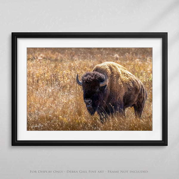 a picture of a bison standing in a field