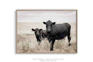 Black Angus cow calf wall art – fine art Western wildlife print by Debra Gail Fine Art