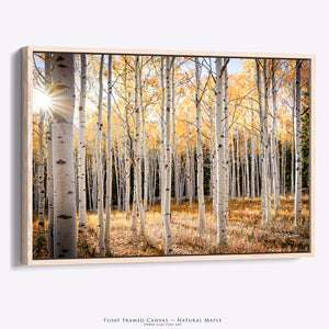 Aspen Grove Wall Art | Golden Autumn in Arizona