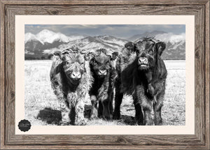 Highland cow wall art – farmhouse decor fine art photography by Debra Gail Fine Art