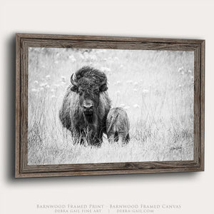 Plains Buffalo on the Prairie Photography | Buffalo Canvas Print by Debra Gail