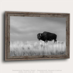 American Bison Wall Art | Black and White Photography
