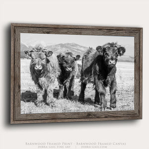 Highland Calves Wall Art | Black and White Photography