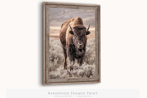 Bison wall art print - rustic buffalo photography on canvas by Debra Gail Fine Art