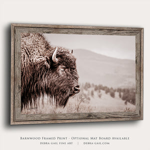 Bison wall art print - rustic buffalo photography on canvas by Debra Gail Fine Art