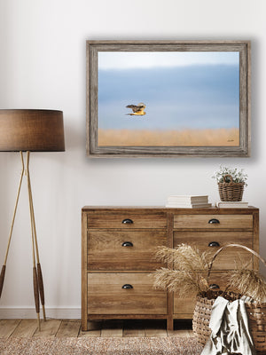 Northern Harrier Hawk in flight art print canvas framed rustic wildlife picture