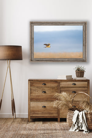 Northern Harrier Hawk in flight art print canvas framed rustic wildlife picture