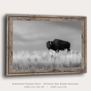 Bison wall art – black and white rustic prairie photography print by Debra Gail Fine Art