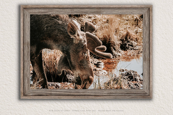 Rustic Moose Wall Art - Wildlife Photography Canvas or Print