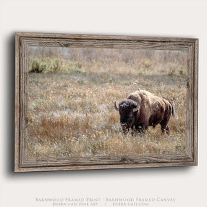 Bison Wall Art | Western & Rustic Warm Fine Art Buffalo Canvas and Prints