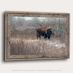 American Bison Wall Art | Plains Winter Landscape Wildlife Photography