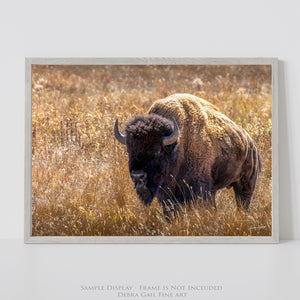 Bison Wall Art | Warm Neutral Prairie Wildlife Fine Art