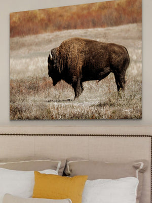 Buffalo Bison wall art canvas – rustic prairie photography print by Debra Gail Fine Art