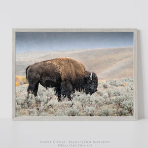 Bison wall art – rustic prairie photography print by Debra Gail Fine Art
