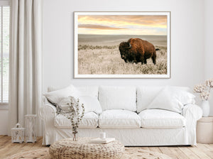 Kansas Bison Photography Art | Fine Art Buffalo Wildlife Decor by Debra Gail