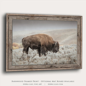Bison wall art print - rustic buffalo Barnwood framed print by Debra Gail Fine Art