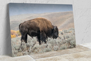 Bison wall art – rustic prairie photography print by Debra Gail Fine Art