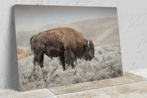 Bison wall art print - rustic buffalo photography on canvas by Debra Gail Fine Art