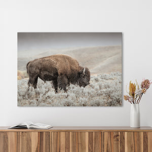 Bison wall art – rustic prairie photography print by Debra Gail Fine Art