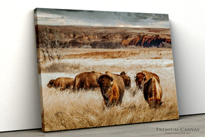 Bison Wall Art - Western Wildlife Art | Buffalo Canvas Print Decor